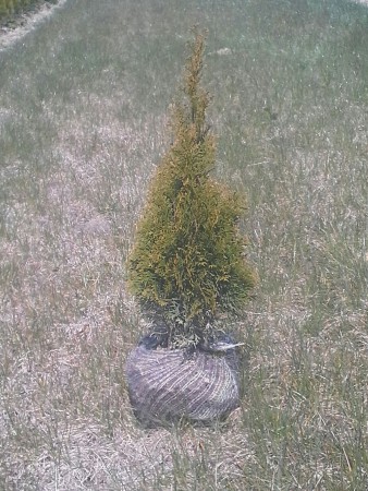Smaragd Thuja 40-60cm