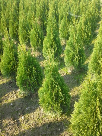 Smaragd Thuja 80/100